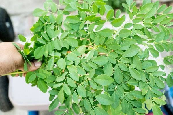 Daun Kelor