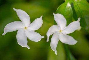 Jasmine Hidup dengan Stigma