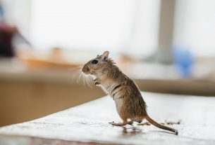 Sayang…Di Rumah Kita Masih Ada Tikus